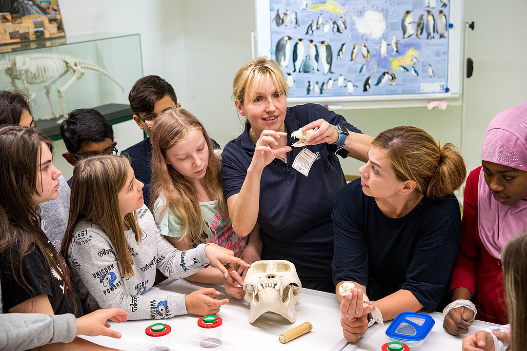 Tierparkschule Schädeldemonstration Die Lehrerin der Tierparkschule unterrichtet eine der Schulklassen.