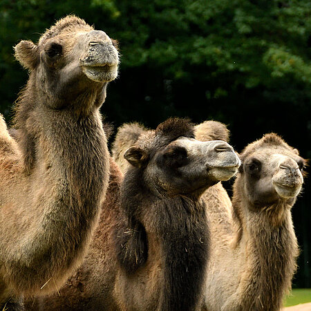 A group of three camels all looking towards the camera. 
