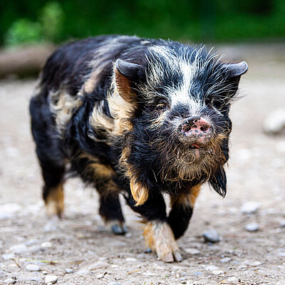 Ein KuneKune Schwein läuft aufgeweckt in Richtung Kamera. 