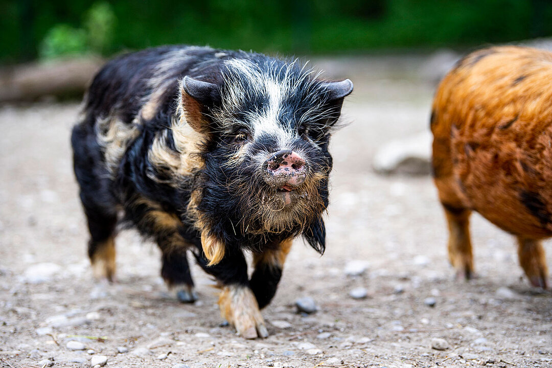 Ein KuneKune Schwein läuft aufgeweckt in Richtung Kamera. 