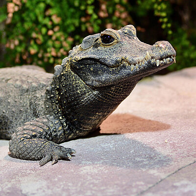 A stump crocodile sits with its head upright on a rock. 