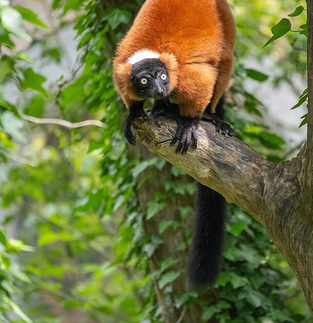 Roter Vari im Tierpark Hellabrunn