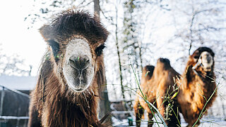 Trampeltiere im Tierpark Hellabrunn