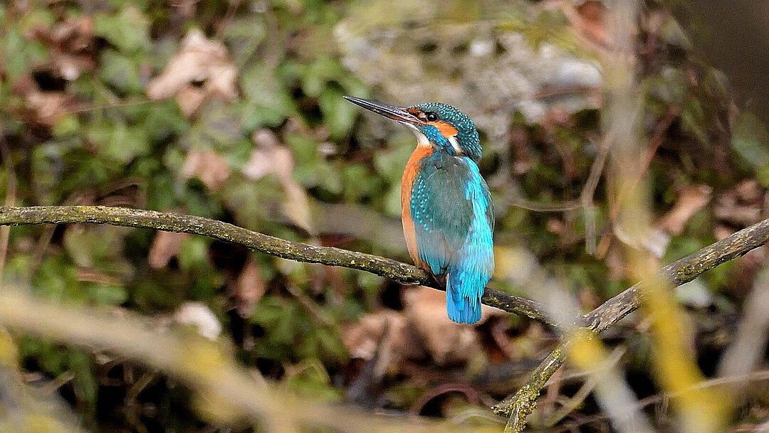 Ein Eisvogel beim Auer Mühlbach.