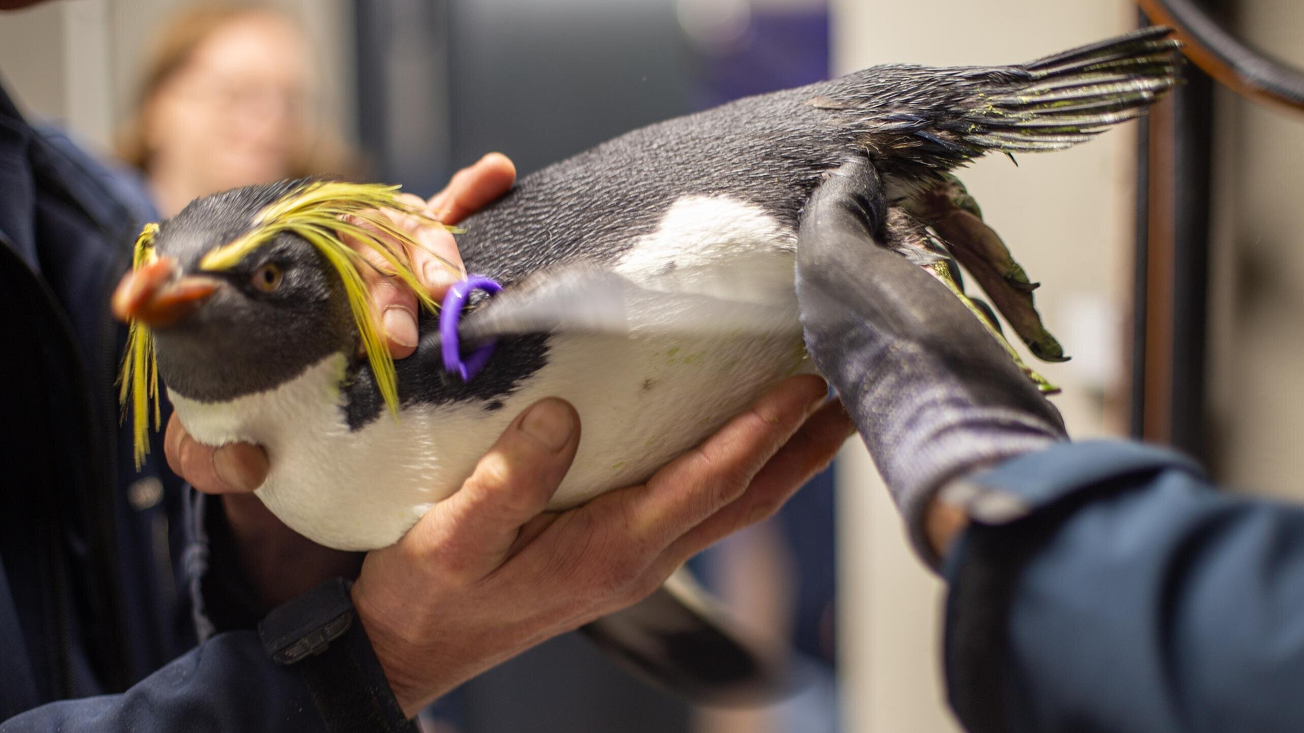 Nördlicher Felsenpinguin bei Rückkehr in die sanierte Pinguin-Anlage