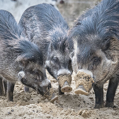 Eine Gruppe von drei Visaya Pustelschweinen, die ihre Nasen zusammenstecken.