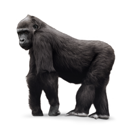 The picture shows a western lowland gorilla from the side. He stands on all fours and looks towards the camera.