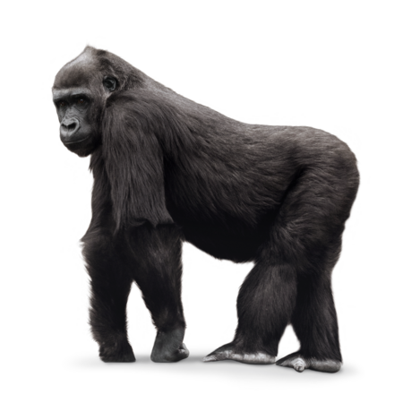 Western lowland gorilla The picture shows a western lowland gorilla from the side. He stands on all fours and looks towards the camera.