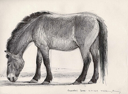 Die schwarz-weiß-Zeichnung eines Przewalski-Pferdes.