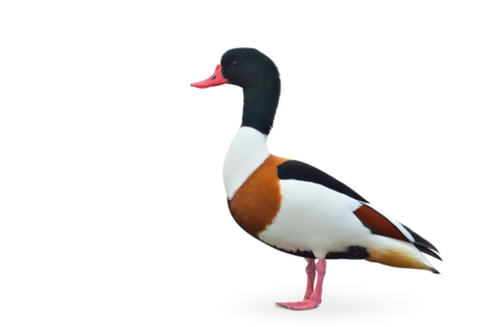 A Common Shelduck is in profile. 