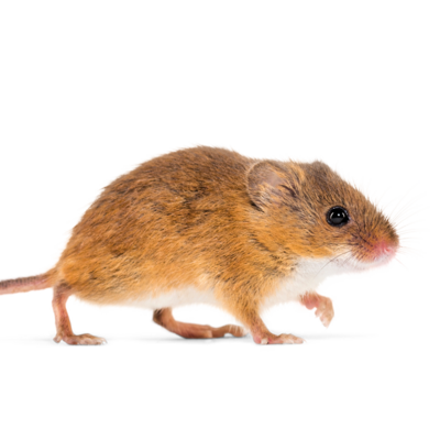 Eurasische Zwergmaus