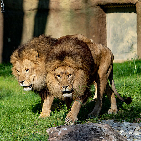 Zwei Löwen auf ihrer Anlage.
