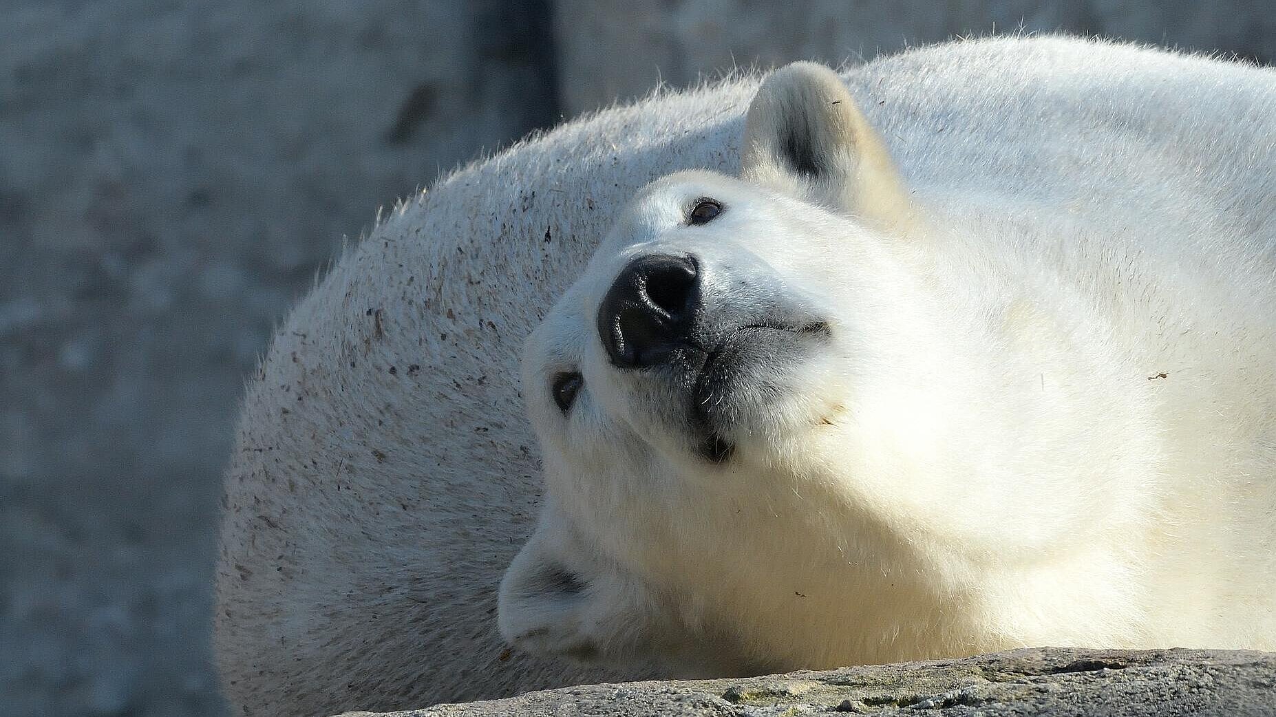 ein Eisbär im Tierpark Hellabrunn 