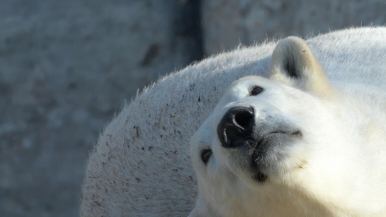 ein Eisbär im Tierpark Hellabrunn 