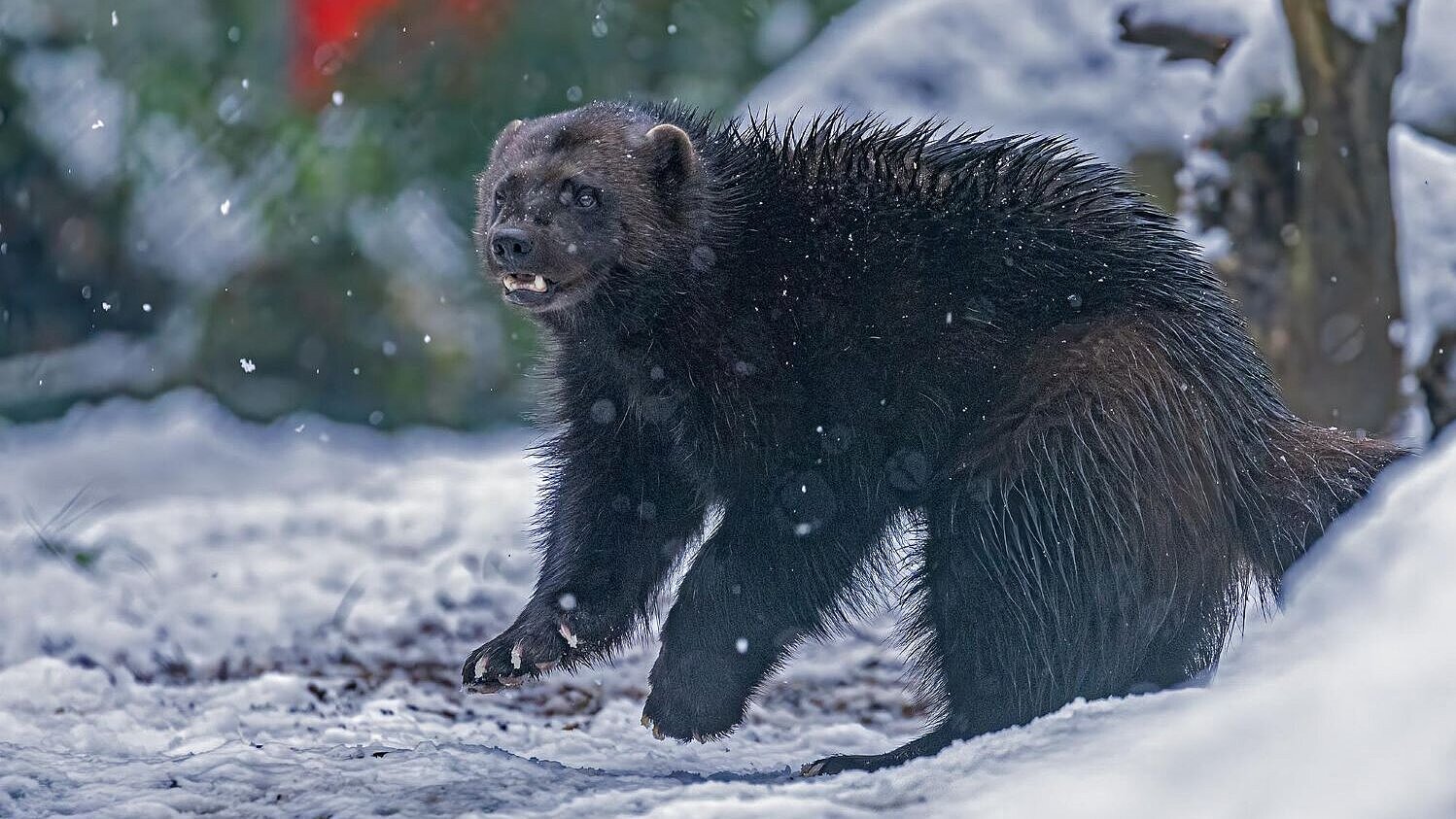Vielfrass im Schnee im Tierpark Hellabrunn