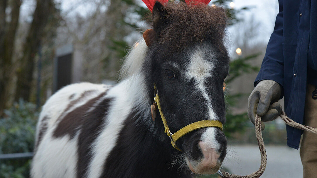 Ein Shetlandpony beim Nikolaus-Umzug.