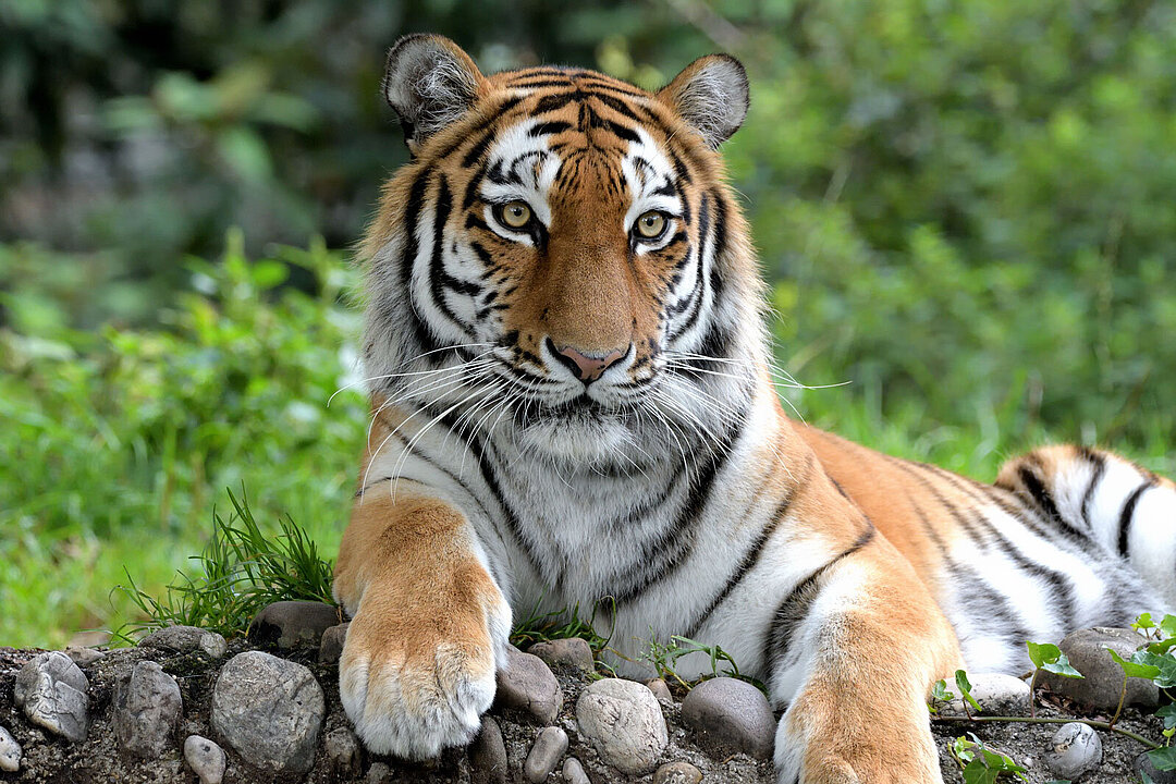 Ein sibirischer Tiger im Tierpark Hellabrunn.