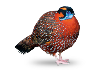 Temminck's Tragopan A Temminck's Tragopan