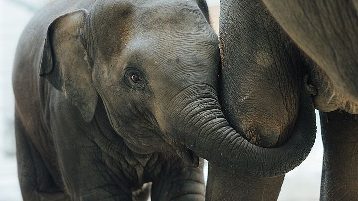 Elefant Savani neben Mutter Rani im Hellabrunner Elefantenhaus