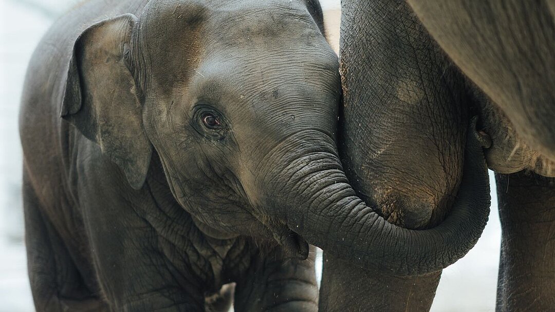 Elefant Savani neben Mutter Rani im Hellabrunner Elefantenhaus