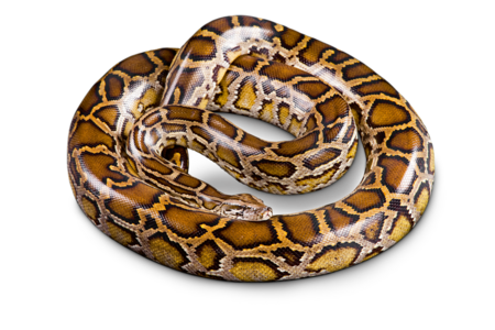 The picture shows a Burmese python curled up. The head is lying on its body.