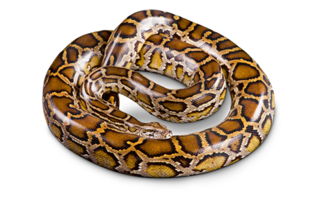 Dunkle Tierpython Das Bild zeigt eine zusammen gerollte dunkle Tiegerpython. Der Kopf liegt auf ihrem Körper.