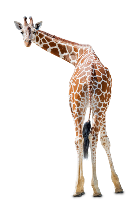 A reticulated giraffe looking around the back.