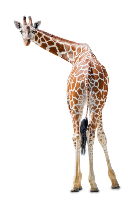 Giraffe Eine Netzgiraffe die sich nach hinten umschaut.