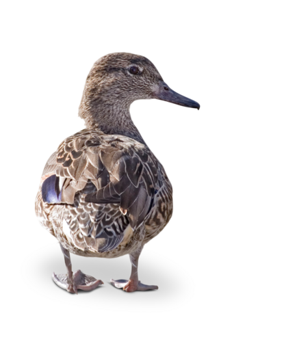 A sickle duck has turned its back to the camera and is looking to the side.