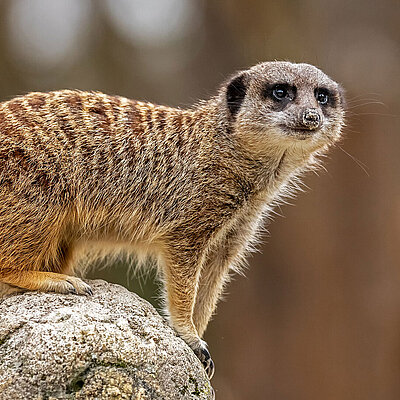 Ein Erdmännchen mit Blick Richtung Kamera steht auf einem Felsen und hält aufmerksam Ausschau.