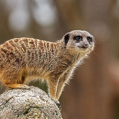 Erdmännchen Ein Erdmännchen mit Blick Richtung Kamera steht auf einem Felsen und hält aufmerksam Ausschau.