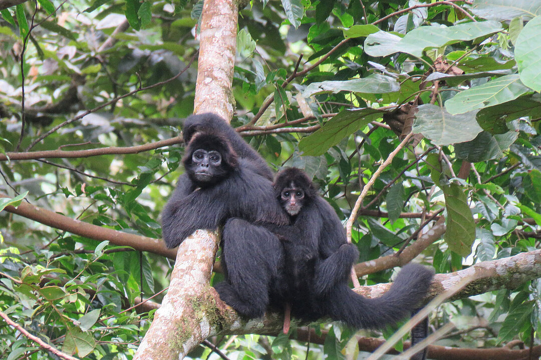 Refuge for the Brown-headed Spider Monkey – Rainforest Trust