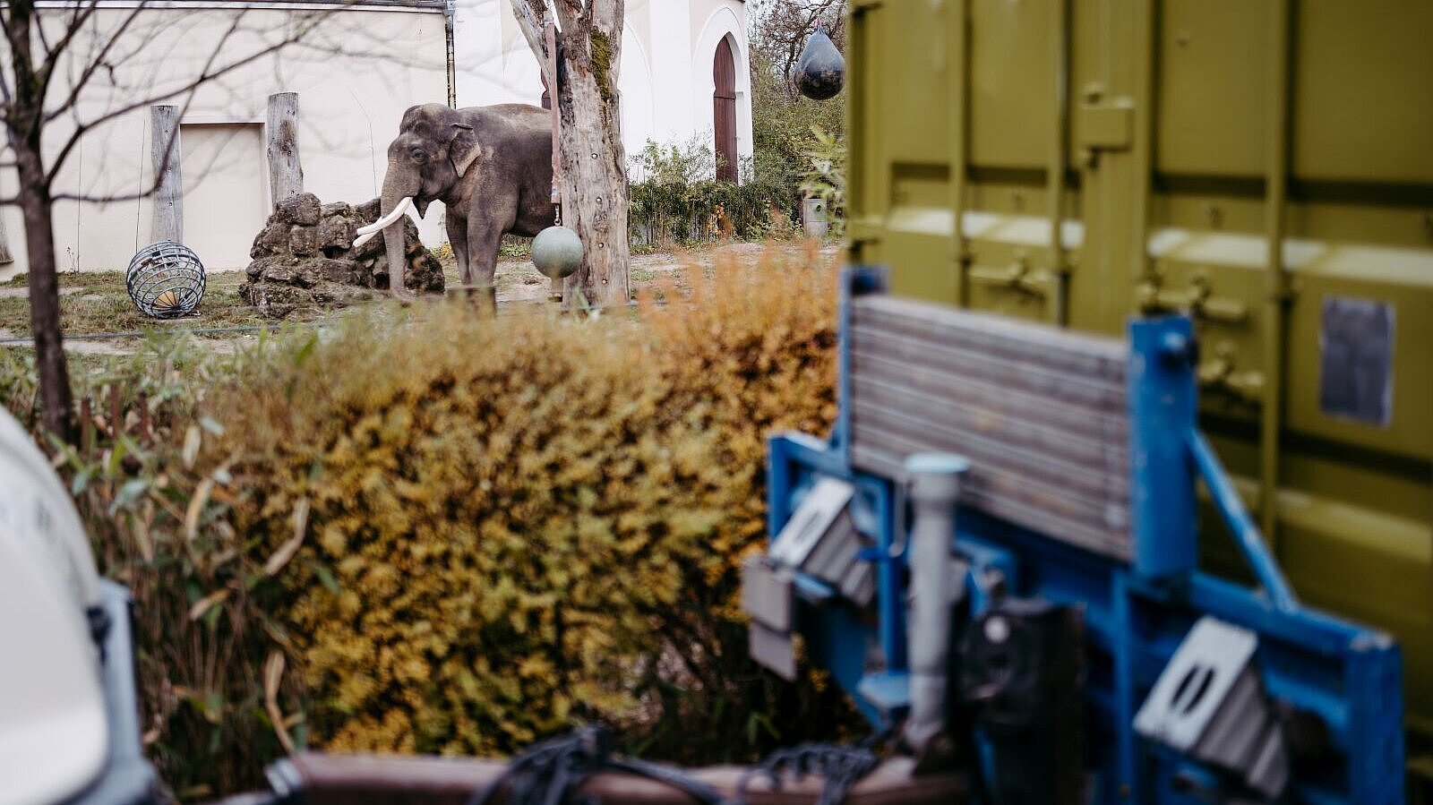 Umzug Asiatischer Elefant Panang nach Zürich