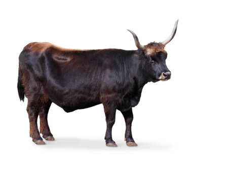 The picture shows a standing re-created aurochs looking to the right side of the picture.