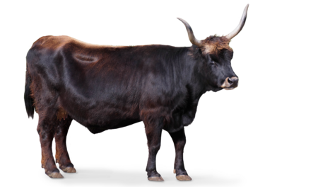 The picture shows a standing re-created aurochs looking to the right side of the picture.