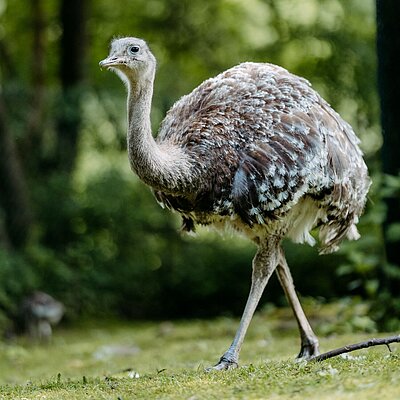 Ein grauer erwachsener Laufvogel in einer grünen Umgebung.