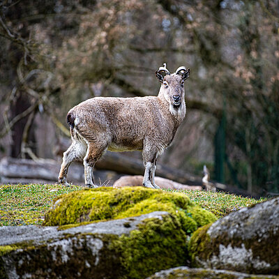 Ein Markhor steht auf einer Anhöhe im Tierpark Hellabrunn und schaut in die Kamera.