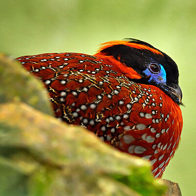 Ein Portrait von einem Temmincktragopan im Tierpark Hellabrunn.