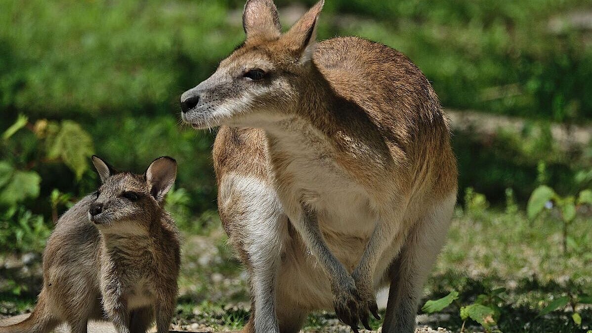 Flinkwallabys im Tierpark Hellabrunn 
