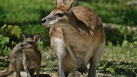 zwei Flinkwallabys im Tierpark Hellabrunn