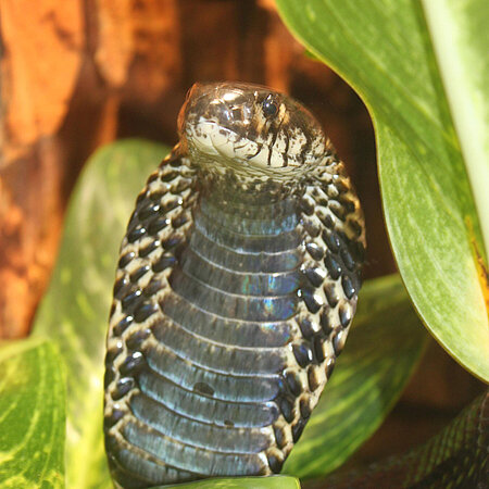 A white clipped cobra with its head raised towards the camera.