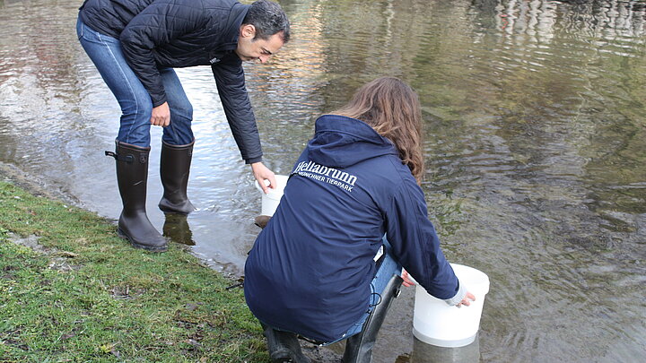 Einsatz Fische Auer Mühlbach