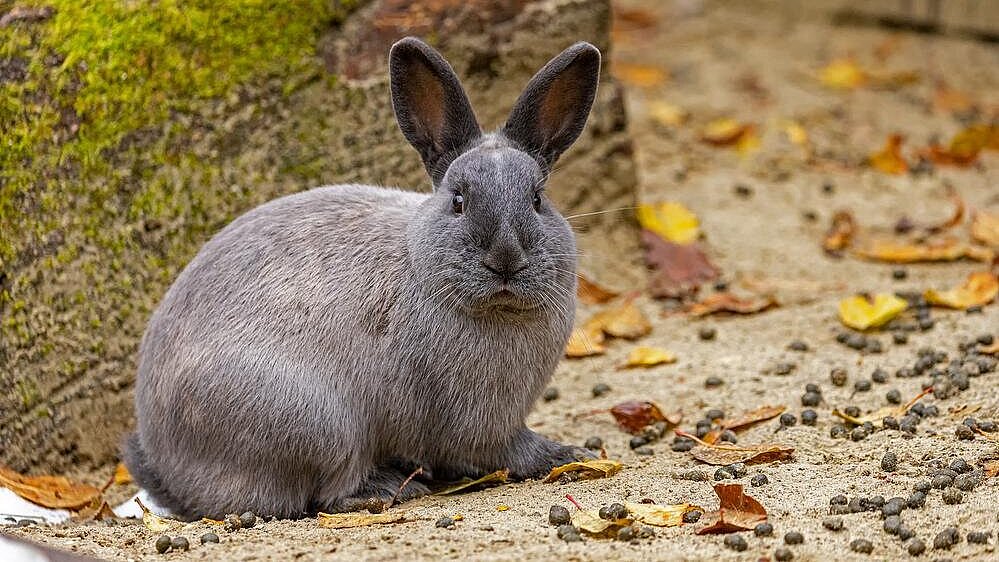 Tierkot auf Anlage der Marderkaninchen im Tierpark Hellabrunn