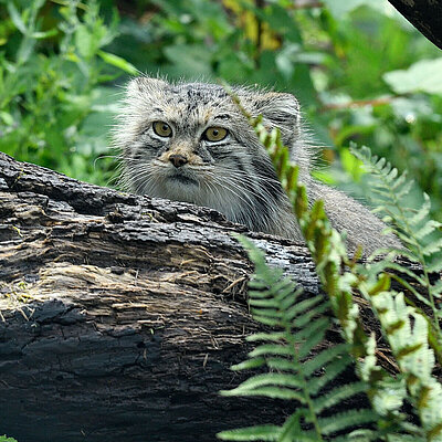 Ein Manul sitzt hinter einem Baumstumpf im Tierpark Hellabrunn.