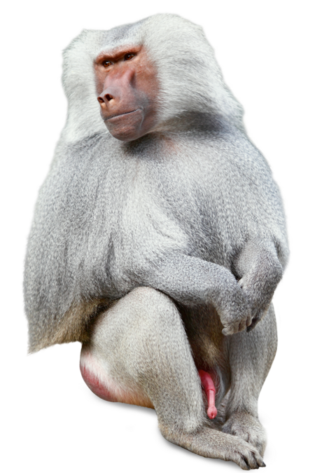 The picture shows a sitting hamadryas baboon. He has put his arms in front of his belly and looks to the left side of the picture.
