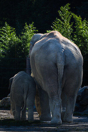 Elefantenmutter mit Jungtier von hinten