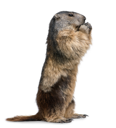 The picture shows an alpine marmot sitting upright. Its paws are brought to its mouth and it looks to the right side of the picture.