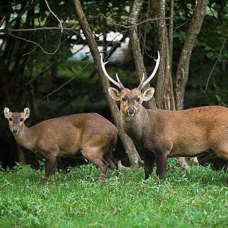 Zwei Schweinshirsche stehen auf einer grünen Wiese. Im Hintergrund ist ein Wald zu sehen. Der männliche Schweinshirsch trägt ein großes Geweih. Beide schauen in die Kamera.