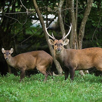 Zwei Schweinshirsche stehen auf einer grünen Wiese. Im Hintergrund ist ein Wald zu sehen. Der männliche Schweinshirsch trägt ein großes Geweih. Beide schauen in die Kamera.