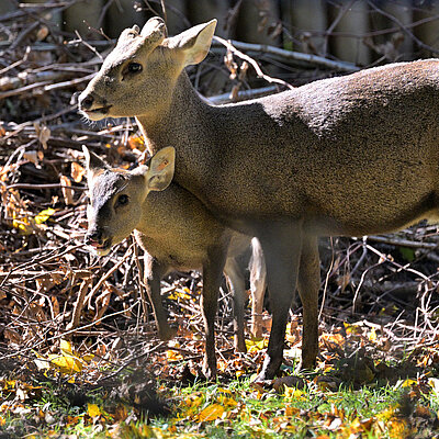 Bild zweier braunen Schweinshirsche, welche in die Kamera blicken und in einer Wiese stehen 
